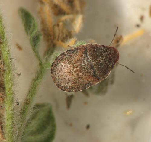 Lygaeidae e Pentatomidae d''Israele