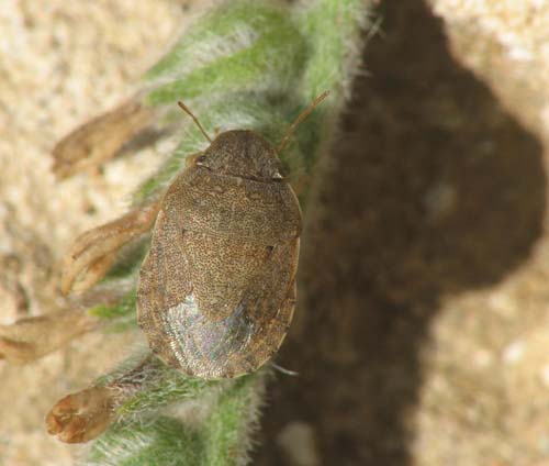 Lygaeidae e Pentatomidae d''Israele