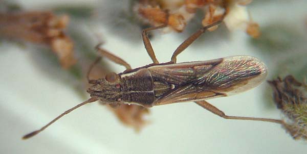 Rhopalidae:  Agraphopus cfr. lethierryi