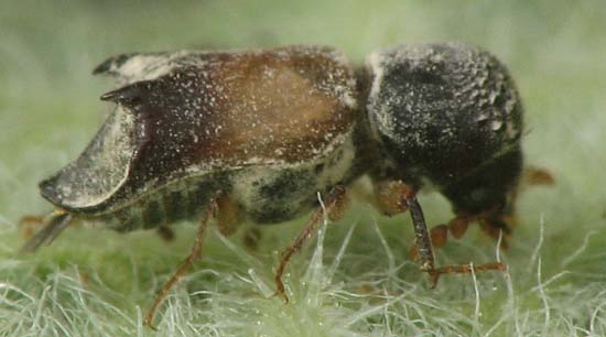 Bostrichidae from Israel