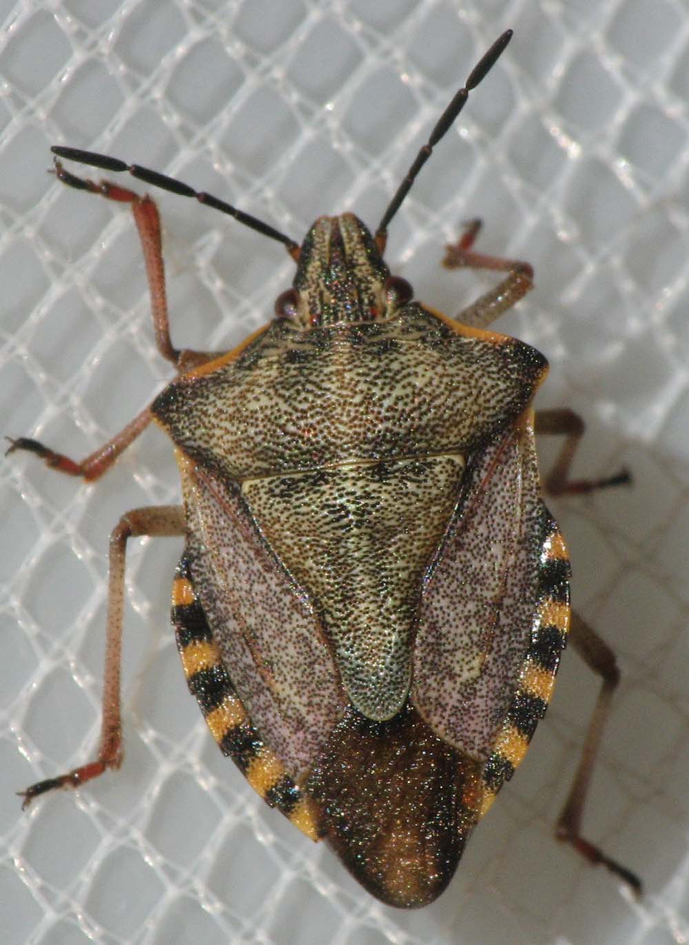 Pentatomide: Carpocoris cfr. mediterraneus