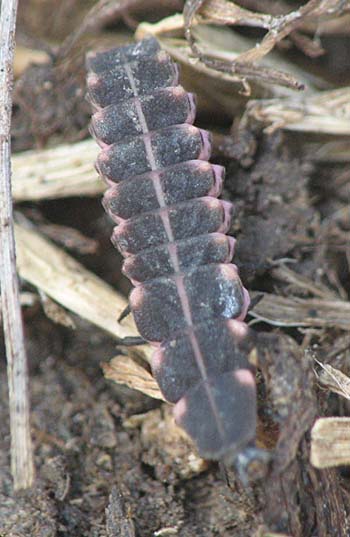 Larva di Lampyridae