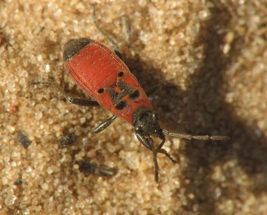 Melanocoryphus exutus: endemic from Israel