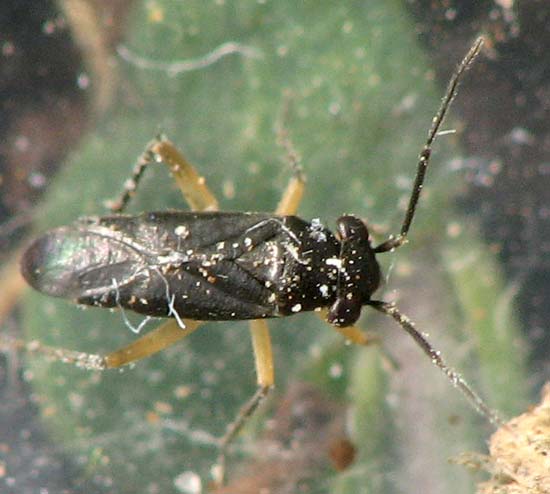 Miridae d''Israele: Pachytomella phoenicea