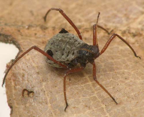 Aphid