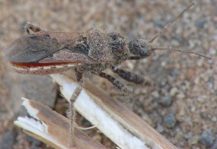 Coranus griseus ?