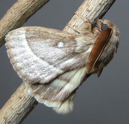 Lasiocampa from Israel
