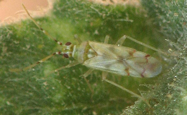 Xanthochilus saturnius, femmina (Lygaeidae) e Singhalesia turcica (Miridae)