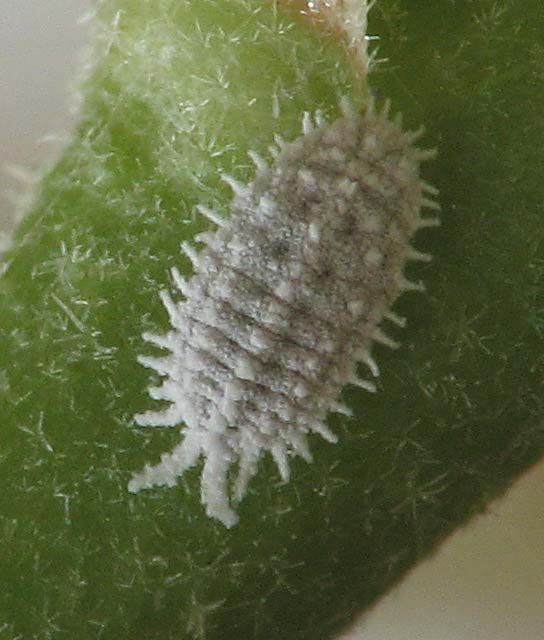 Pseudococcidae from Israel