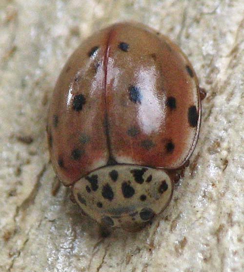 Oenopia? (Coccinellidae)