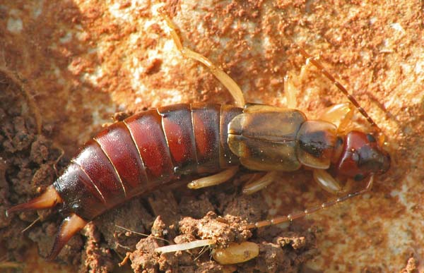 Forficulidae from Israel: Forficula smyrnensis