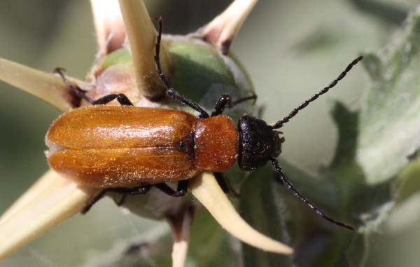 Cerambycidae? Omophlus from Israel