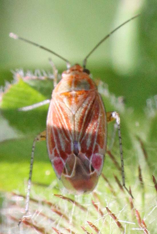 Heteroptera d''Israele: Miridae