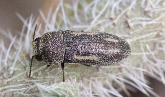 Beetle for ID: Acmaeoderella levantina