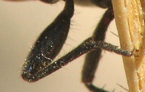 which Rhyparochromus