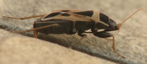 Xanthochilus saturnius, femmina (Lygaeidae) e Singhalesia turcica (Miridae)