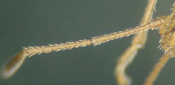 Rhopalidae:  Agraphopus cfr. lethierryi