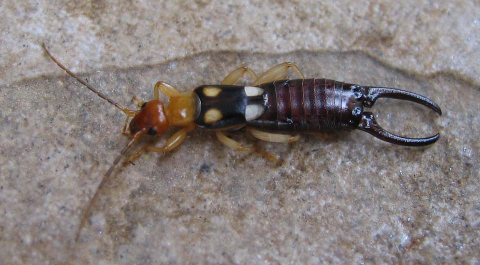 Forficulidae from Israel: Forficula smyrnensis