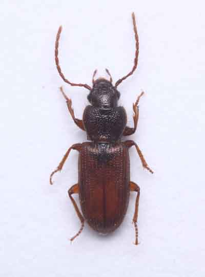 Carabidae