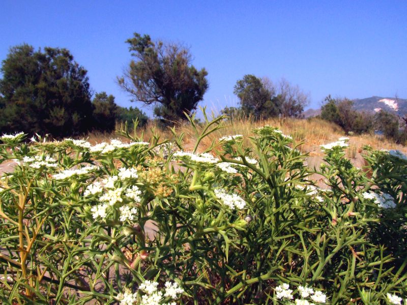 Echinophora spinosa