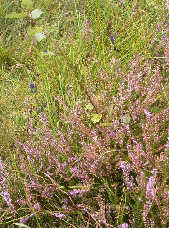 Gentiana pneumonanthe / Genziana palustre