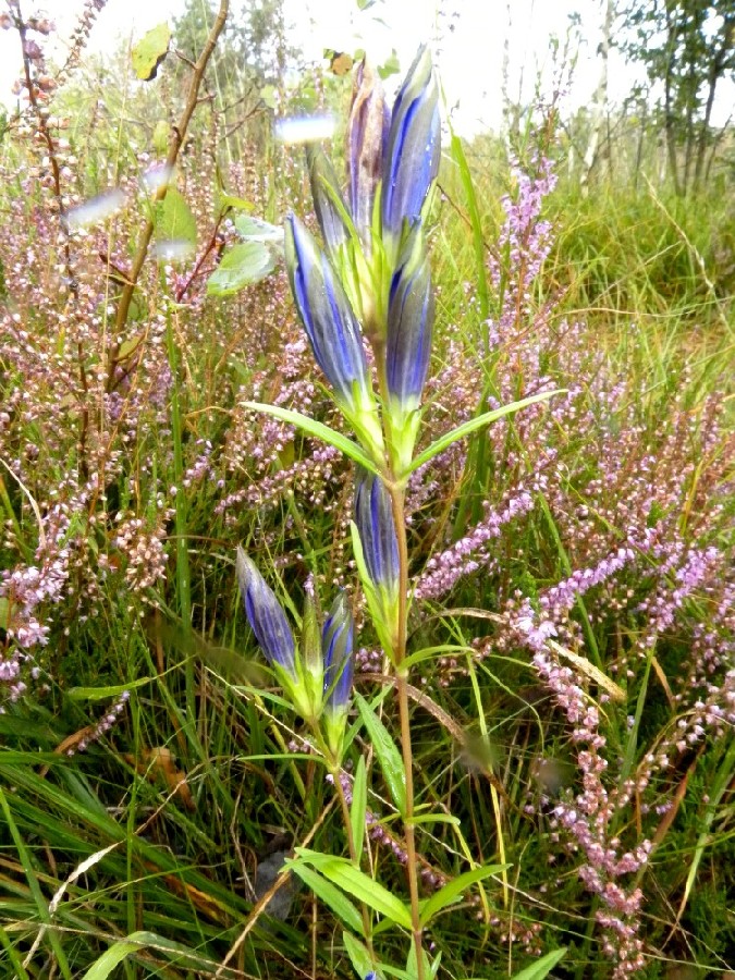 Gentiana pneumonanthe / Genziana palustre