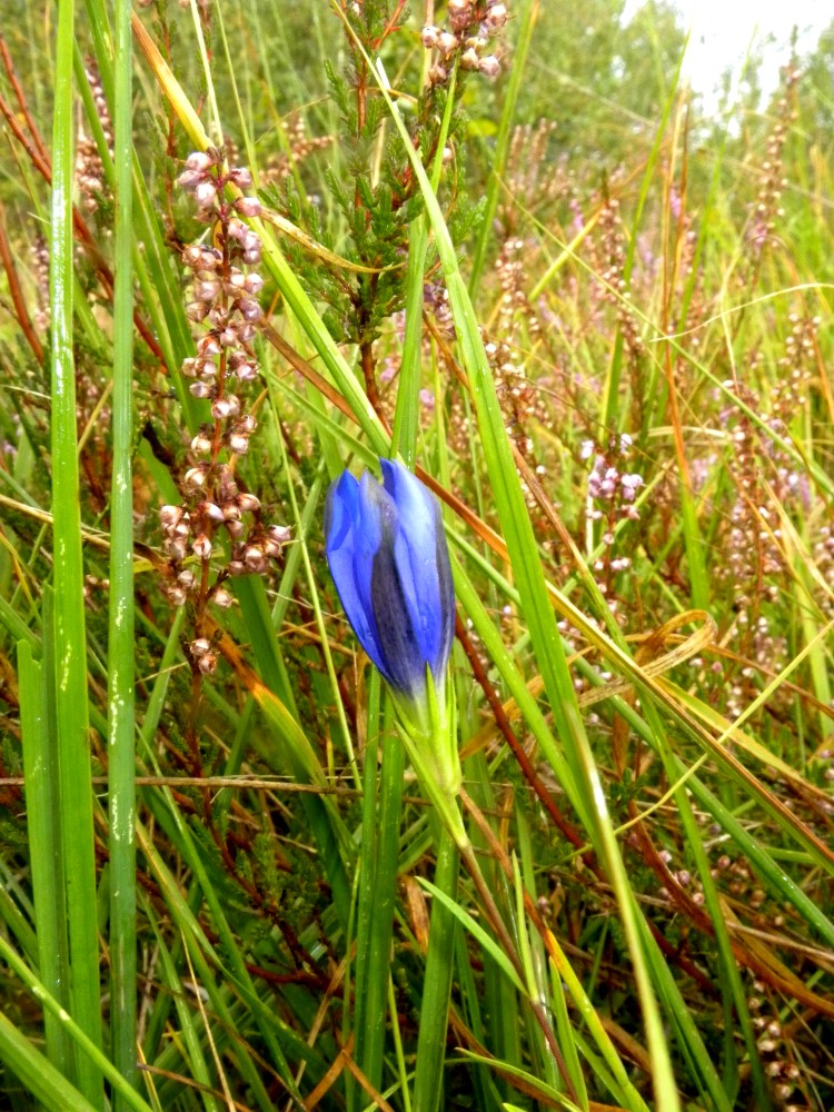 Gentiana pneumonanthe / Genziana palustre