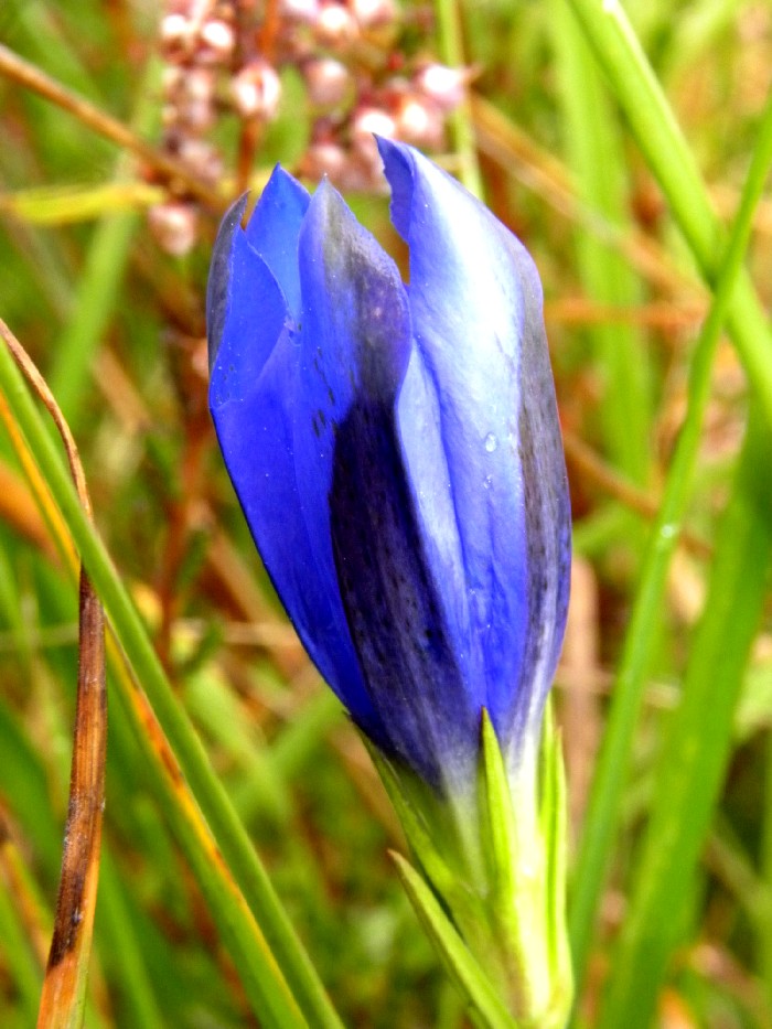 Gentiana pneumonanthe / Genziana palustre
