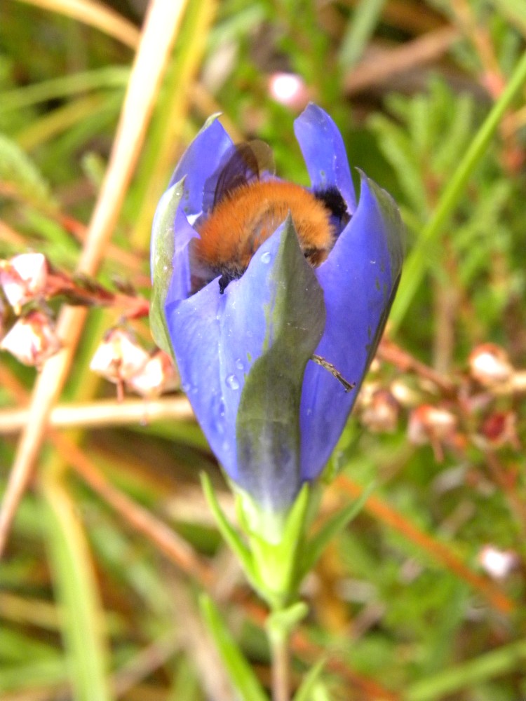 Gentiana pneumonanthe / Genziana palustre