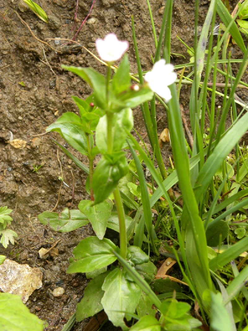 Brassicacea? no, Epilobium sp.