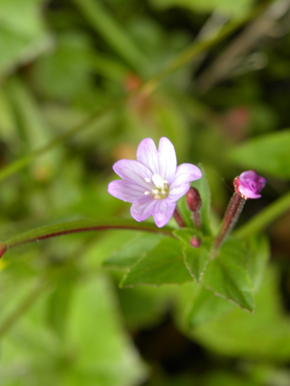 Brassicacea? no, Epilobium sp.