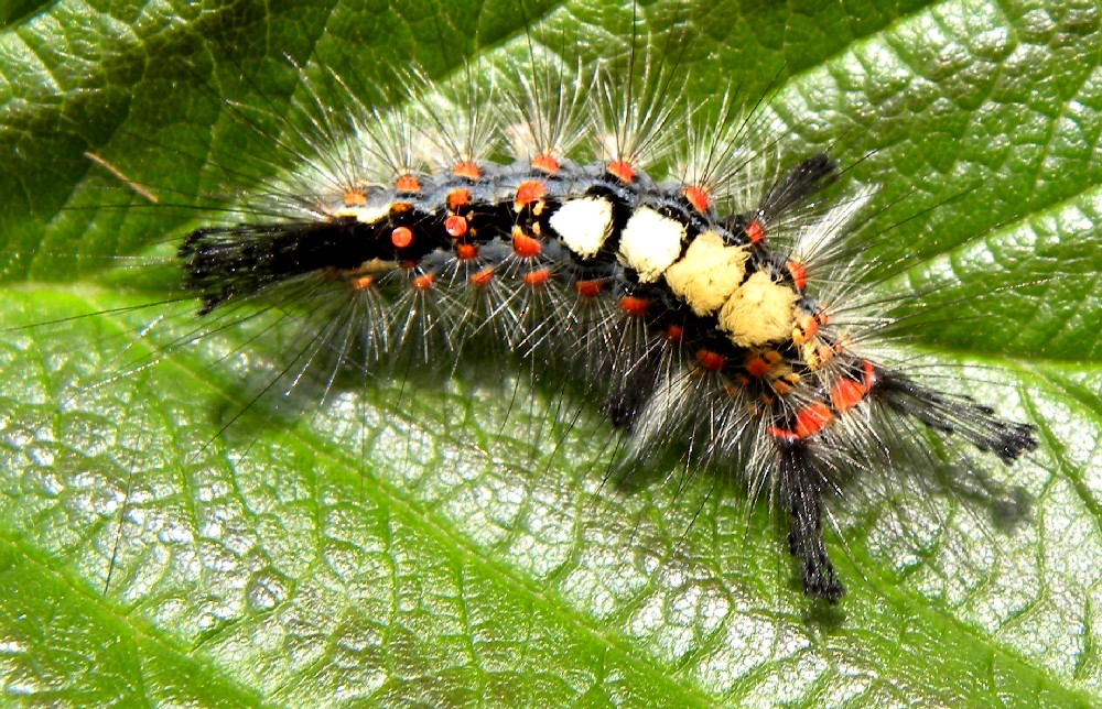 Larva policroma e 