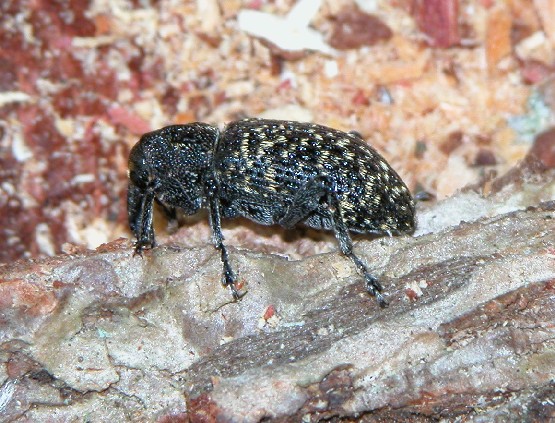 Altro curculionide: Hylobius excavatus