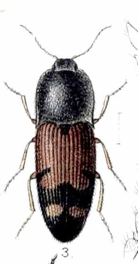 E questo cos''? Drasterius bimaculatus