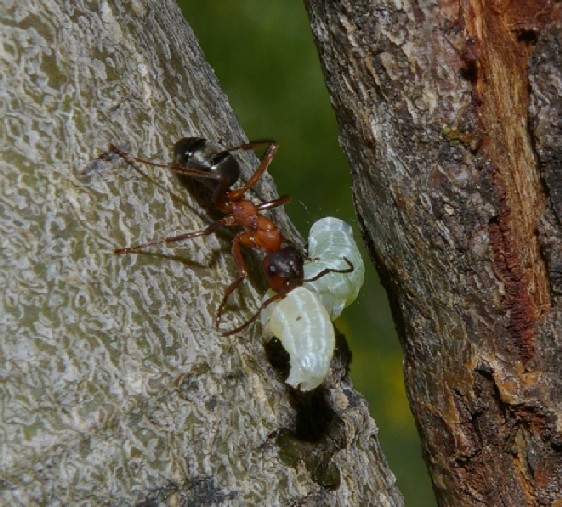 Galleria di insetti predatori e loro prede