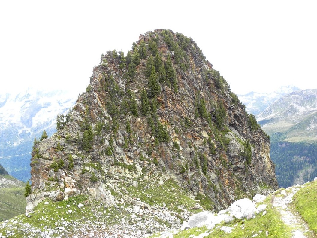 Pinus cembra  al limite altitudinale
