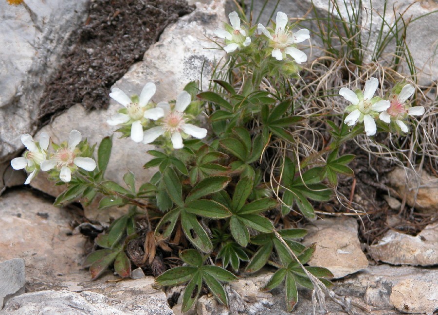 Potentilla nitida (e P. caulescens)