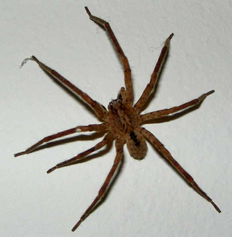 Zoropsis sp.