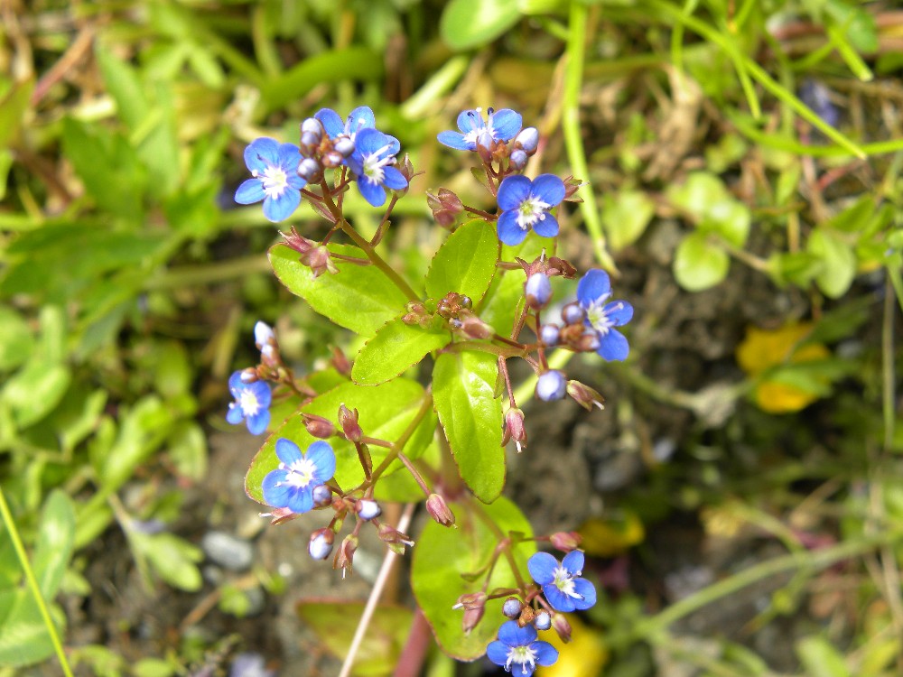 Veronica beccabunga