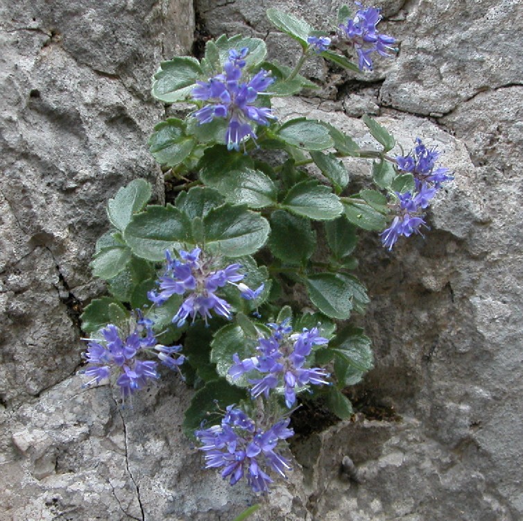 Paederota bonarota / Bonarota