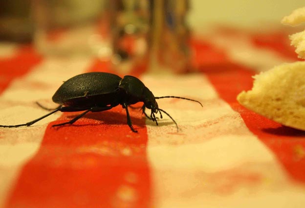 Carabus ben grande a Marsan - Carabus coriaceus