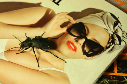 Carabus ben grande a Marsan - Carabus coriaceus