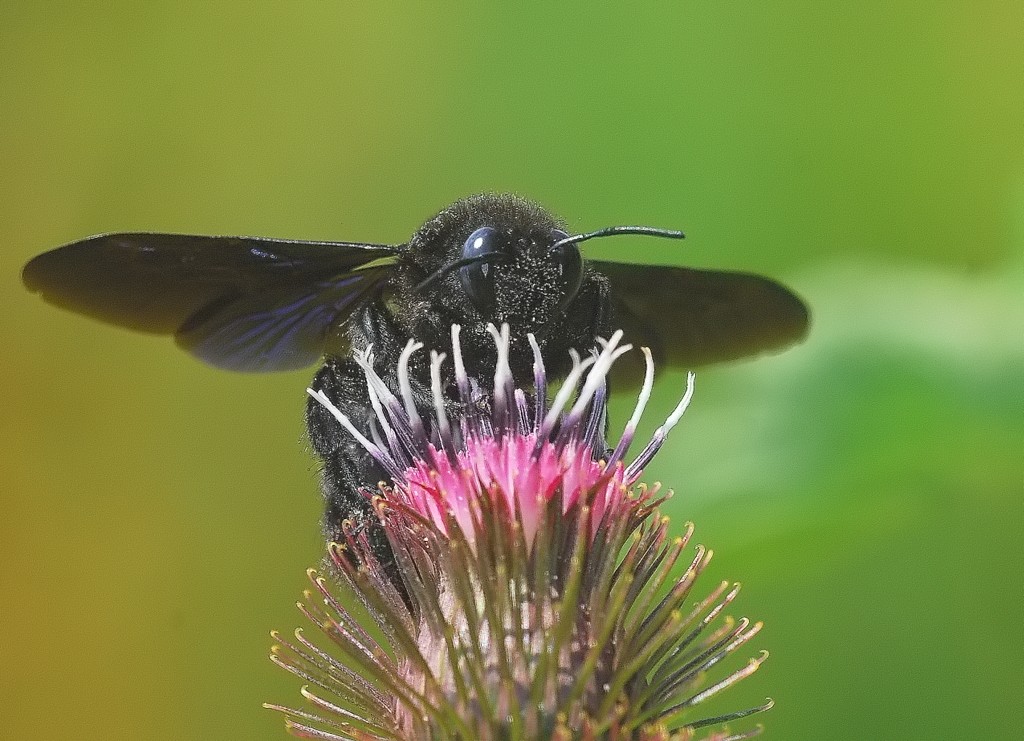 Xylocopa, violacea o valga