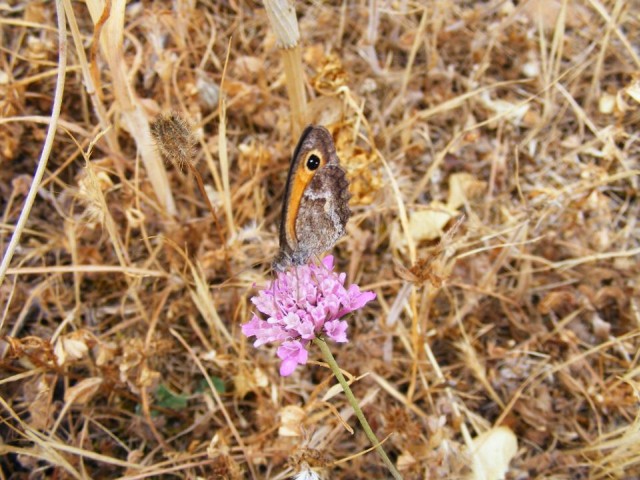 farfalla da identificare