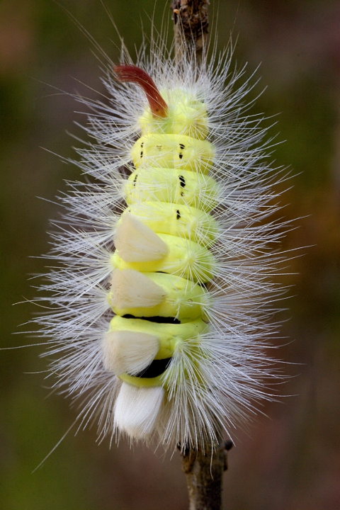 Identificazione - Calliteara pudibunda