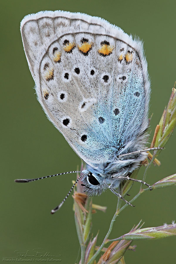 Multi identificazione