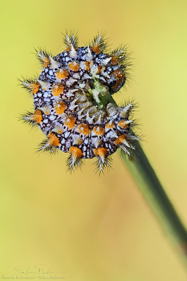 Multi identificazione