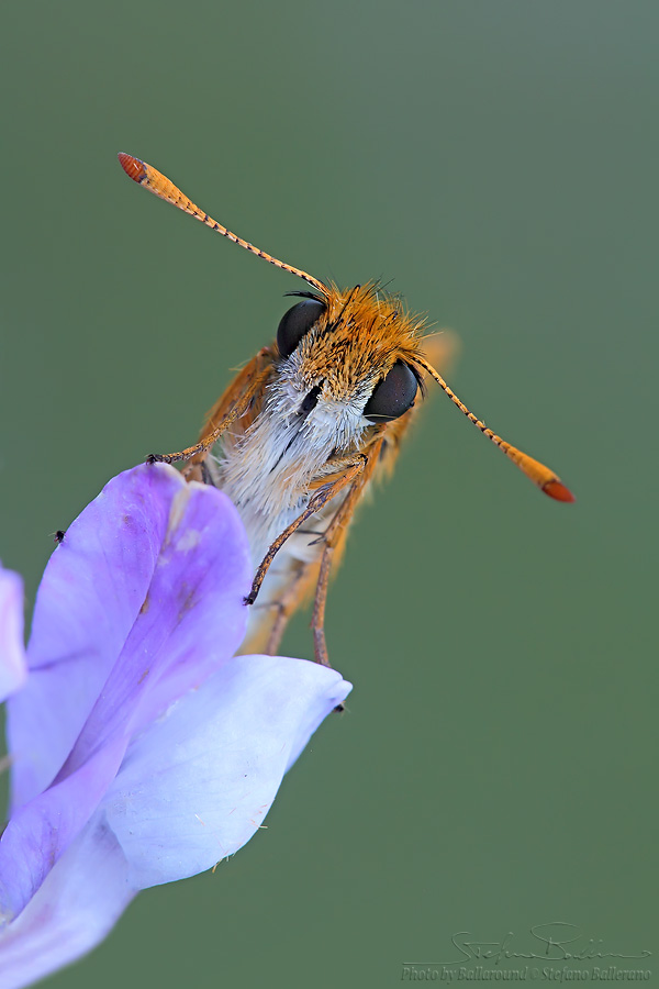 Identificazione farfalla