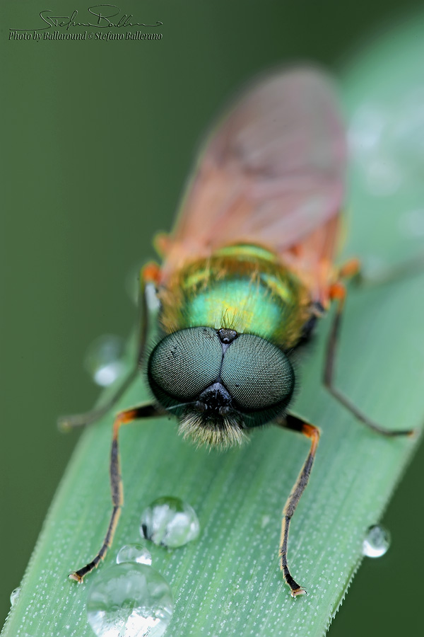 Chloromyia formosa ♂ (Stratiomyidae)