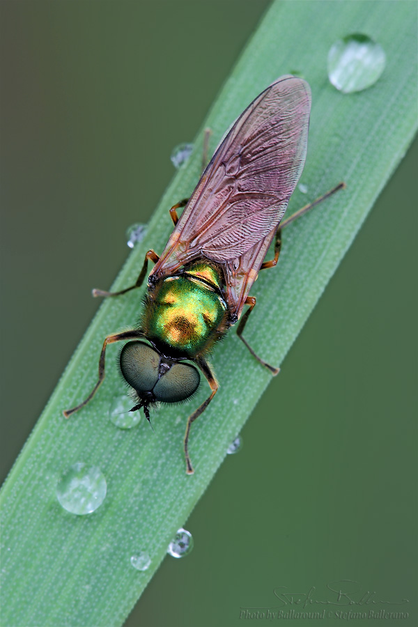Chloromyia formosa ♂ (Stratiomyidae)